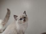 Mitted Ragdoll Male - Ragdoll Kitten For Sale - Westborough, MA, US