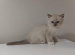 Mitted Girl Kitten - Ragdoll Kitten For Sale - 