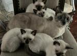 Siamese - Siamese Kitten For Adoption - San Bernardino, CA, US