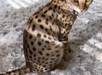 isis - Savannah Cat For Adoption - Los Angeles, CA, US