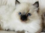 Male - Ragdoll Kitten For Sale - Cookeville, TN, US