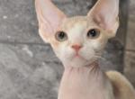 Losik - Devon Rex Kitten For Sale - Brooklyn, NY, US