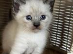 Suki and Aki litter - Siamese Kitten For Sale - 