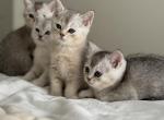 Cat - British Shorthair Kitten For Sale - 