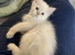 Godivas Cinnamon point girl - Ragamuffin Kitten For Sale - Salem, OR, US