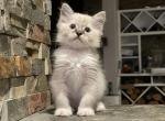 Sweety - Ragdoll Kitten For Sale - Las Vegas, NV, US