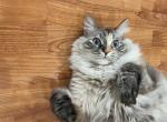 Winter but goes by winni - Domestic Cat For Adoption - 