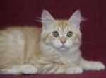 MANDARIN IZ TVERSKOGO KNYAZHESTVA - Siberian Kitten For Sale - 