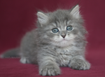 QADIM IZ TVERSKOGO KNYAZHESTVA - Siberian Kitten For Sale - NY, US