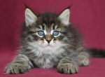 QADIR IZ TVERSKOGO KNYAZHESTVA - Siberian Kitten For Sale - NY, US