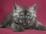 QUASAR IZ TVERSKOGO KNYAZHESTVA - Siberian Kitten For Sale - 