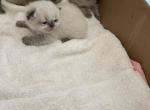 BUTTERMILK - Himalayan Kitten For Sale - Brookings, OR, US