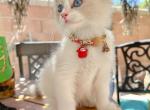 Bell - Ragdoll Kitten For Sale - Las Vegas, NV, US