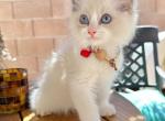 Bell - Ragdoll Kitten For Sale - Las Vegas, NV, US