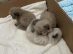 HIMALAYAN LITTER - Himalayan Kitten For Sale - Brookings, OR, US