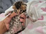 Mercury - Bengal Kitten For Sale - 