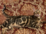 Milly - Bengal Cat For Sale - Rutherford, NJ, US