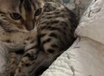 Female Bengal - Bengal Kitten For Sale - Sacramento, CA, US