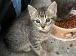 Milo - Domestic Kitten For Adoption - Los Angeles, CA, US