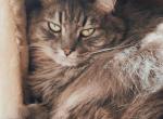 Summer - Domestic Cat For Sale - Burbank, CA, US