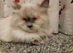 Special needs - Ragamuffin Cat For Adoption - Poplar Grove, IL, US