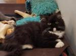 Wenzie - Ragamuffin Cat For Sale/Retired Breeding - 