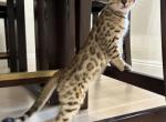 Ivy - Bengal Kitten For Sale - 