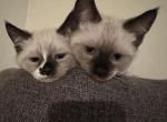 Siamese kitties - Siamese Kitten For Sale - Federal Way, WA, US