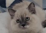 McKedzie - Ragamuffin Kitten For Sale - 