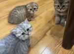 Crumble - Scottish Fold Kitten For Sale - 