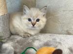 Dillion - Ragdoll Kitten For Sale - Freeburg, PA, US