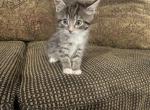 Nite - Domestic Kitten For Sale - 