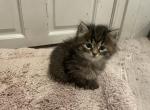 Myne - Domestic Kitten For Sale - Westfield, MA, US