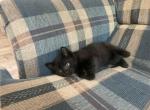 Black - Domestic Kitten For Sale - 