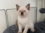 Beauty Siamese - Siamese Kitten For Sale - MA, US