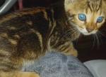 Ragnar - Bengal Kitten For Sale - Middleport, NY, US