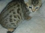 Raine - Bengal Kitten For Sale - Middleport, NY, US