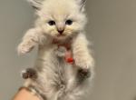 Coco - Ragdoll Kitten For Sale - 