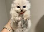 Chloe - Ragdoll Kitten For Sale - Portland, ME, US