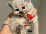 Chihiro - Ragdoll Kitten For Sale - 