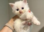 Chester - Ragdoll Kitten For Sale - 