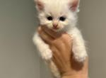 Clark - Ragdoll Kitten For Sale - Portland, ME, US