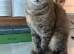 Linda - Domestic Cat For Adoption - San Diego, CA, US