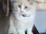 Bellamy - Ragdoll Kitten For Sale - East Falmouth, MA, US