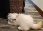 Violet - Persian Kitten For Sale - Greenville, OH, US