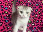 Beetlejuice - Scottish Fold Kitten For Sale - 