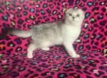 Charcoal - Scottish Fold Kitten For Sale - 