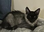 dusty - Maine Coon Kitten For Sale - Lanoka Harbor, NJ, US