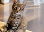 Male Kitten Looking For Furever Home - American Shorthair Kitten For Sale - Walkerton, IN, US