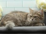 Yennefer of RomanovCats - Siberian Kitten For Sale - 